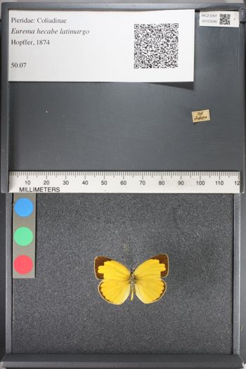 Media type: image;   Entomology 123590